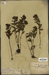 spécimen de Pedicularis resupinata