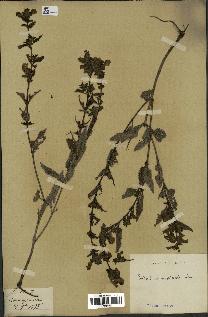 spécimen de Pedicularis resupinata