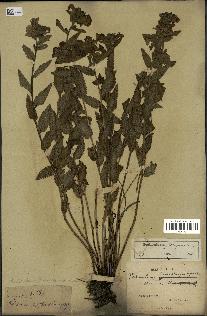 spécimen de Pedicularis resupinata