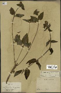 spécimen de Pedicularis resupinata