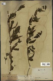 spécimen de Pedicularis resupinata