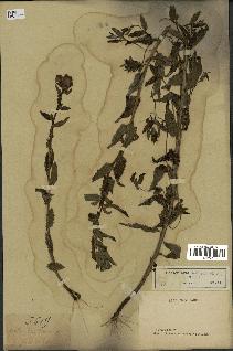 spécimen de Pedicularis resupinata