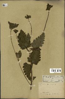 spécimen de Pedicularis resupinata
