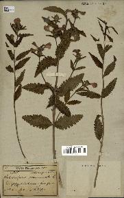 spécimen de Pedicularis resupinata