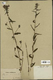 spécimen de Pedicularis resupinata