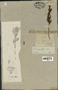 spécimen de Pedicularis resupinata