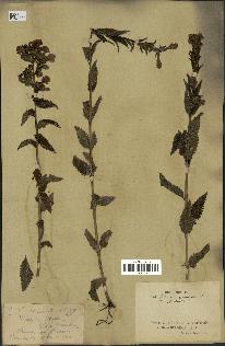 spécimen de Pedicularis resupinata