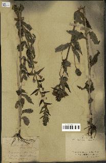 spécimen de Pedicularis resupinata