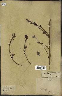spécimen de Pedicularis resupinata