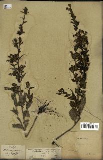 spécimen de Pedicularis resupinata