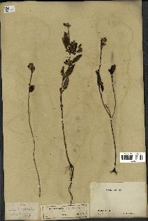 spécimen de Pedicularis resupinata
