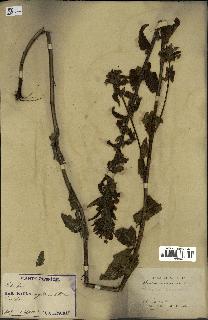 spécimen de Pedicularis resupinata