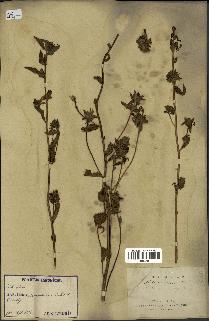 spécimen de Pedicularis resupinata