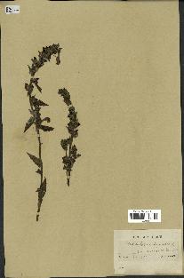 spécimen de Pedicularis resupinata