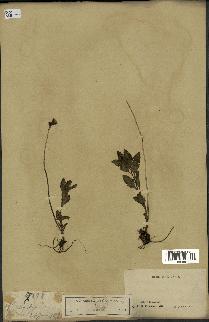 spécimen de Pedicularis resupinata