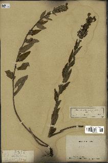 spécimen de Pedicularis resupinata
