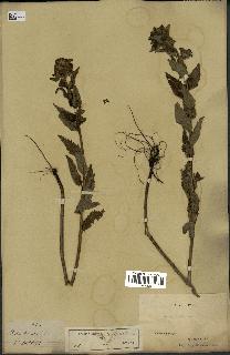 spécimen de Pedicularis resupinata