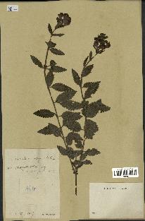 spécimen de Pedicularis resupinata