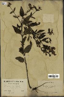 spécimen de Pedicularis resupinata