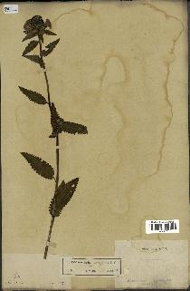 spécimen de Pedicularis resupinata