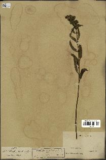 spécimen de Pedicularis resupinata
