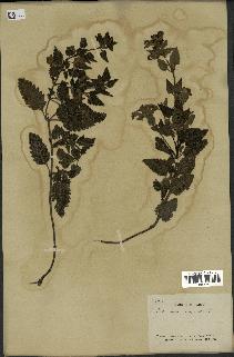 spécimen de Pedicularis resupinata
