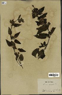 spécimen de Pedicularis resupinata