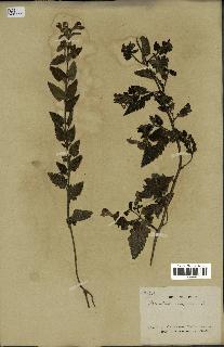 spécimen de Pedicularis resupinata