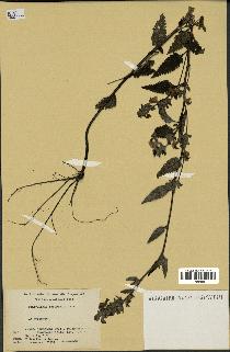 spécimen de Pedicularis resupinata