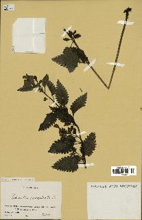 spécimen de Pedicularis resupinata