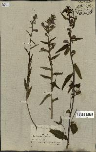 spécimen de Pedicularis resupinata