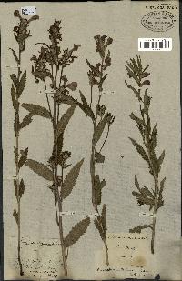 spécimen de Pedicularis resupinata