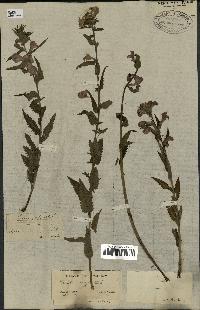 spécimen de Pedicularis resupinata