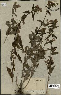 spécimen de Pedicularis resupinata