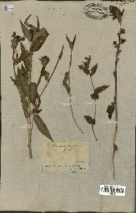 spécimen de Pedicularis resupinata