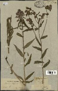spécimen de Pedicularis resupinata