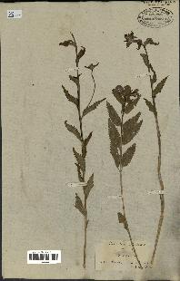 spécimen de Pedicularis resupinata