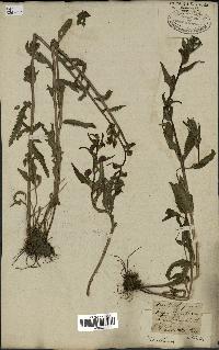 spécimen de Pedicularis resupinata