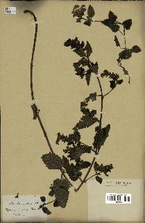 spécimen de Pedicularis resupinata