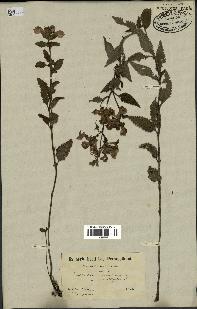 spécimen de Pedicularis resupinata