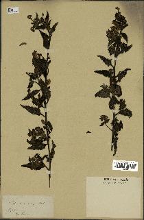 spécimen de Pedicularis resupinata