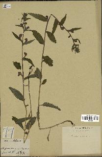 spécimen de Pedicularis resupinata