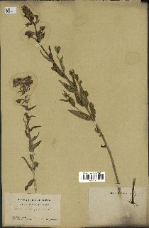 spécimen de Pedicularis resupinata