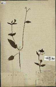 spécimen de Pedicularis resupinata