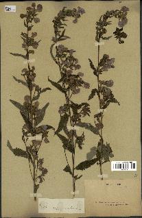 spécimen de Pedicularis resupinata