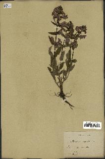 spécimen de Pedicularis resupinata