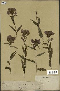 spécimen de Pedicularis resupinata