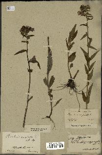 spécimen de Pedicularis resupinata