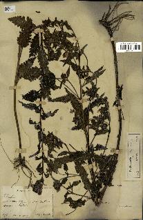 spécimen de Pedicularis resupinata