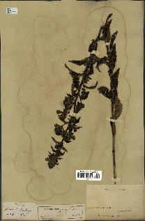 spécimen de Pedicularis resupinata